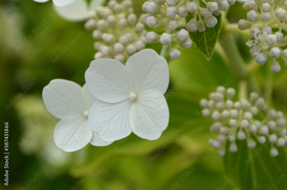 white flowers in color processing white flowers in color processing