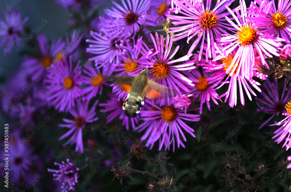 Obraz premium unusual butterfly Sphingidae on flowers