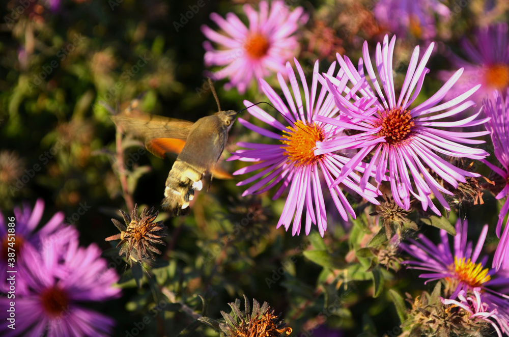 Obraz premium unusual butterfly Sphingidae on flowers