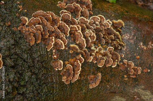 Closeup of brown mushroom fungi growing on a tree bark texture