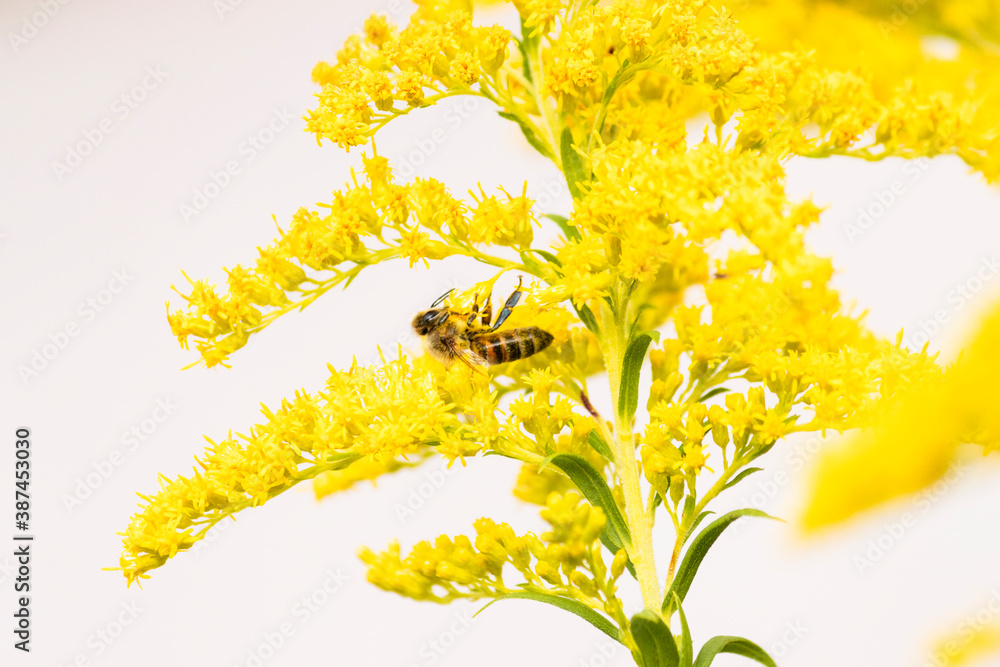 Obraz premium honey bee on yellow wild flowers
