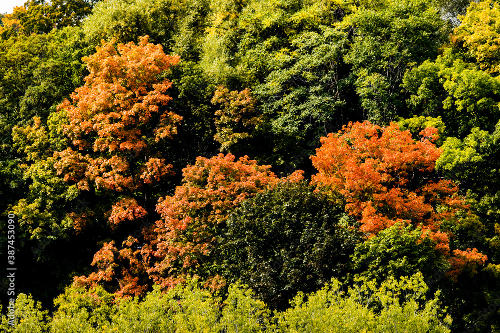 autumn in the forest autumn in the forest