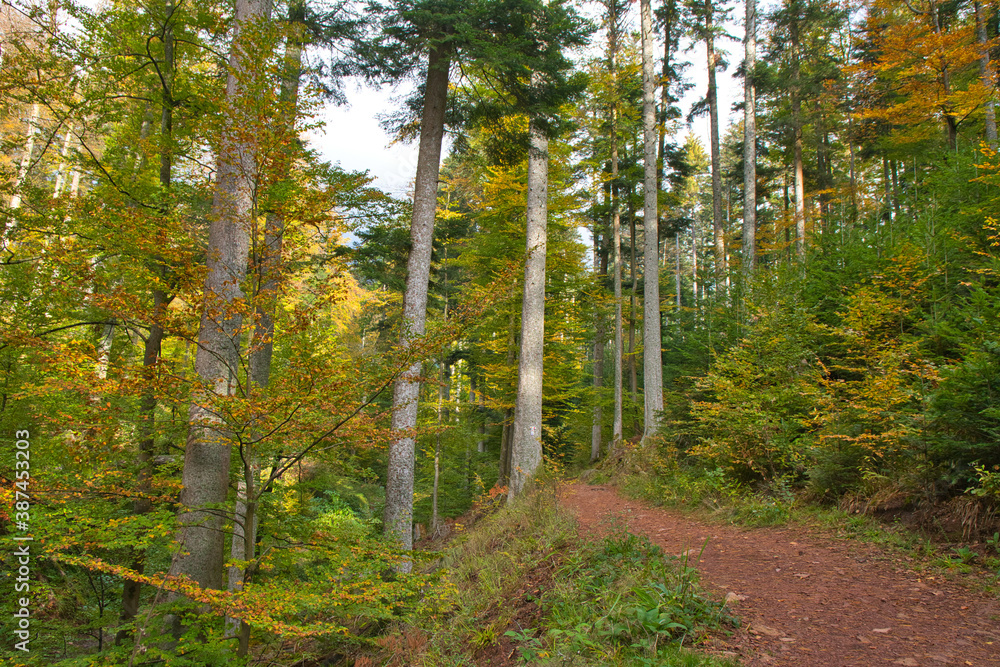 Herbststimmung in den Wäldern der Vogesen Herbststimmung in den Wäldern der Vogesen