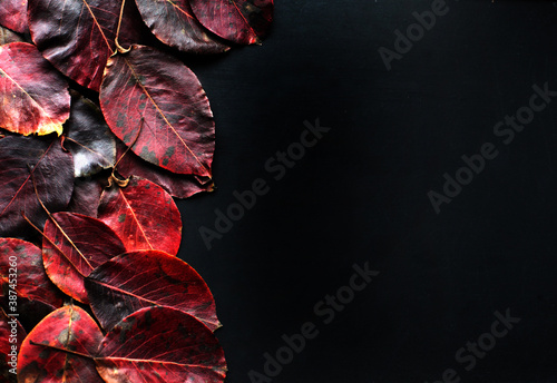a cup of tea with lemon slice decoraded with red autumn leaves on black background. Top view. Copy space.