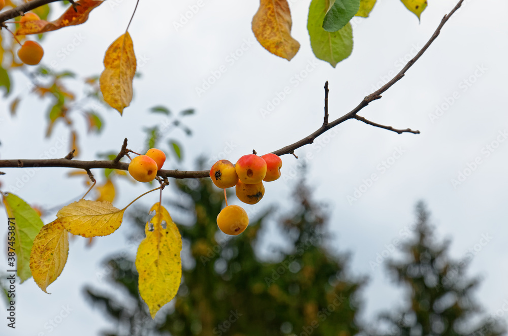 bright juicy fruits of Paradise apples in autumn on trees bright juicy fruits of Paradise apples in autumn on trees