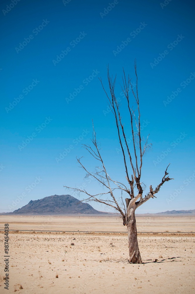 Tree Tree
