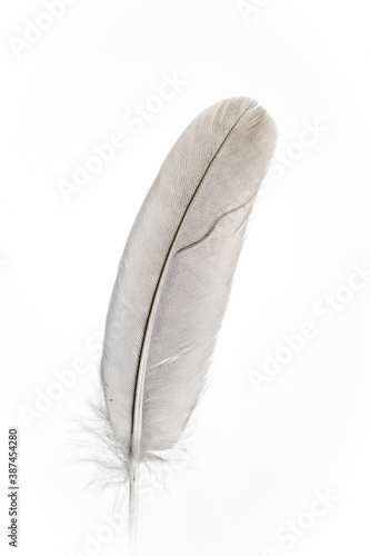 feather on white background