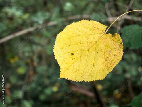 Single isolated yellow leaf on green blurred background. First sign of autumn.