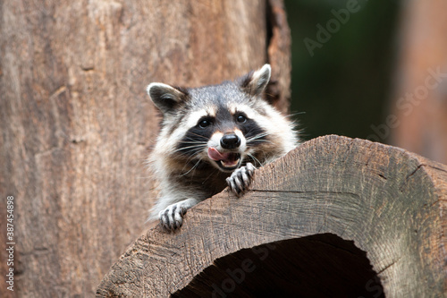 North American raccoon (in german Waschbär) Procyon lotor