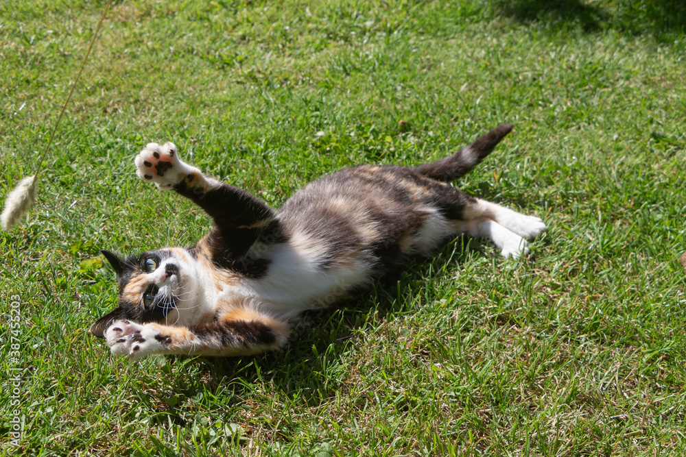 Tortoiseshell cat playing lying in a garden