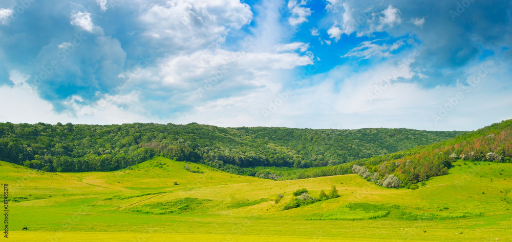 Green field, meadow and deciduous forest.