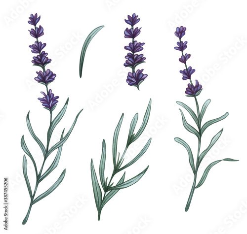 Lavender flowers set. Watercolor illustrations of lavender flowers and leaves