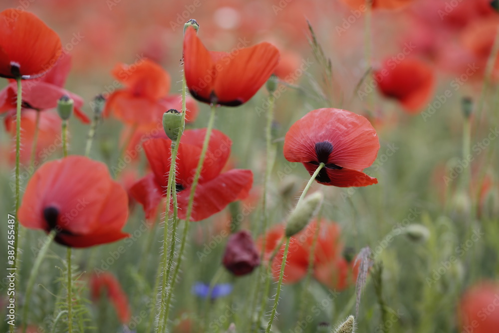 Obraz premium Poppy field