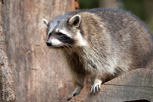 North American raccoon (in german Waschbär) Procyon lotor