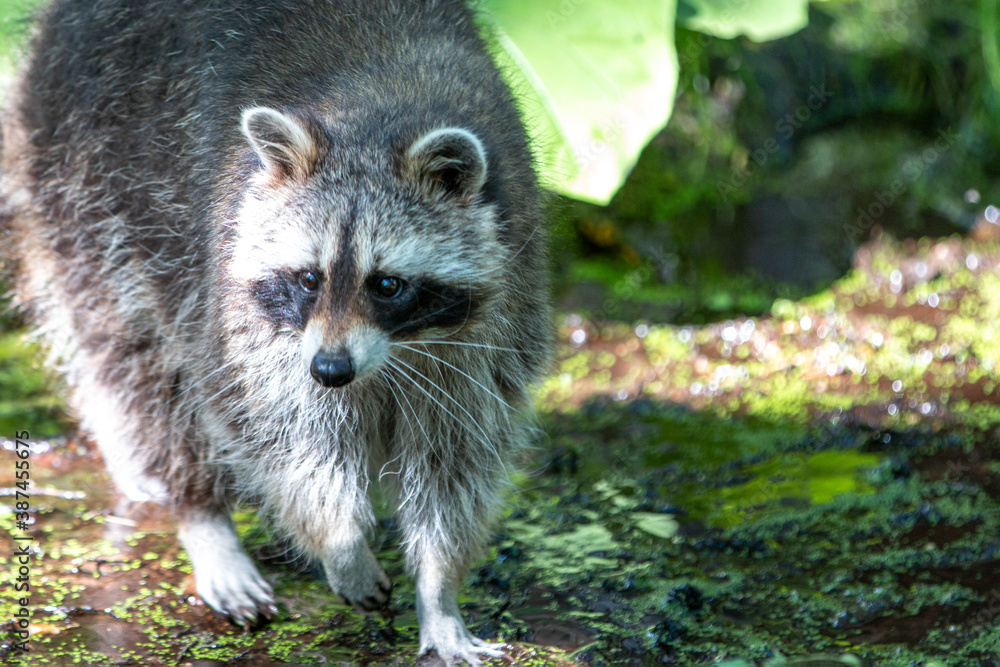 Fototapeta premium North American raccoon (in german Waschbär) Procyon lotor