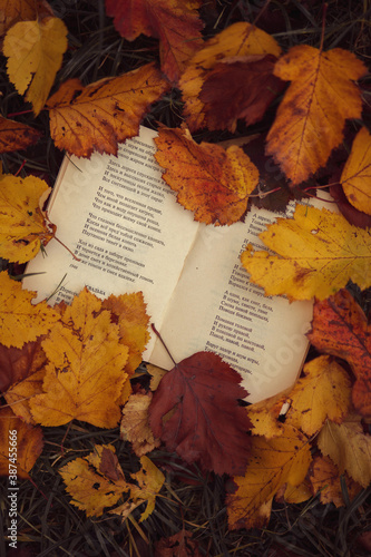autumn leaves on a book