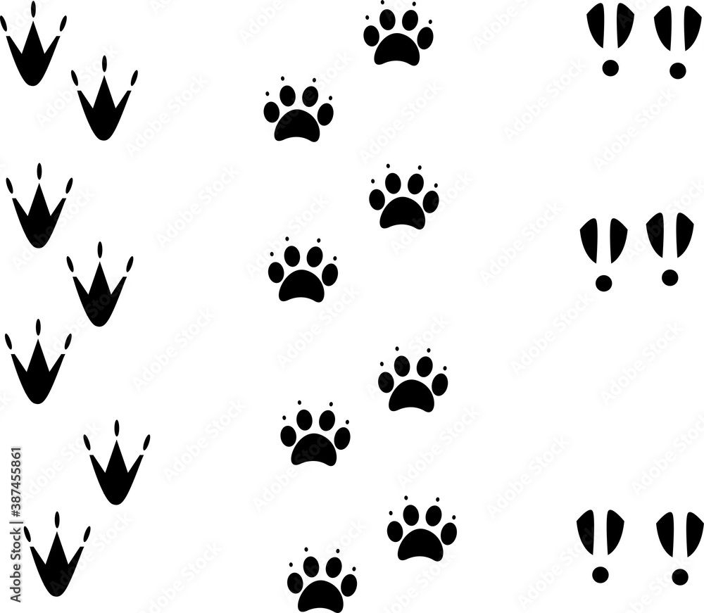 Animal footprints on a white background Animal footprints on a white background