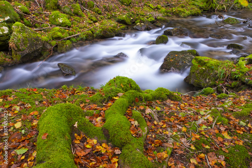 Leaves on the moss next to the Bianditz river in autumn, Artikutza park in Euskadi