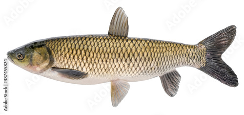 Grass carp fish with scales. Raw river fish. Fresh goldfish, side view. Isolated on white background
