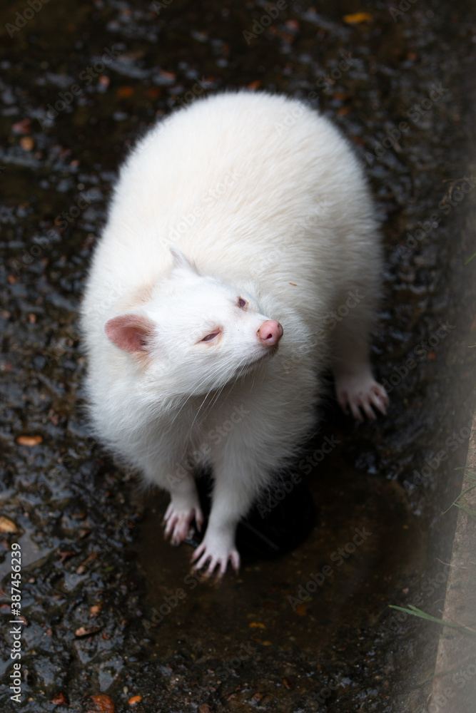 North American albino raccoon (in german Waschbär) Procyon lotor North American albino raccoon (in german Waschbär) Procyon lotor