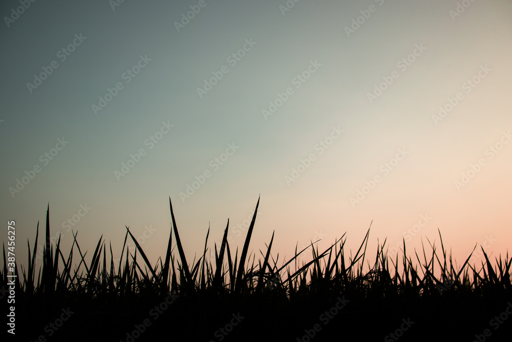 Paddy plant black and colorful gradient and sky isolated