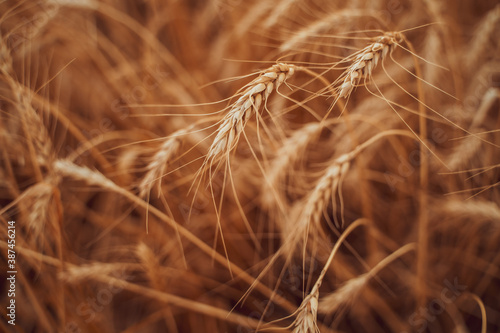 Beautiful wheat ears in the field.
