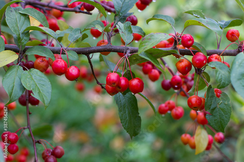 red wild apples on a branch