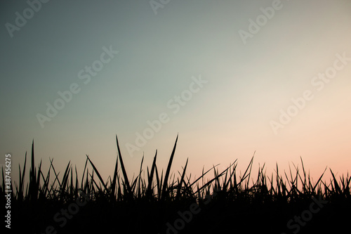 Paddy plant black and colorful gradient and sky isolated