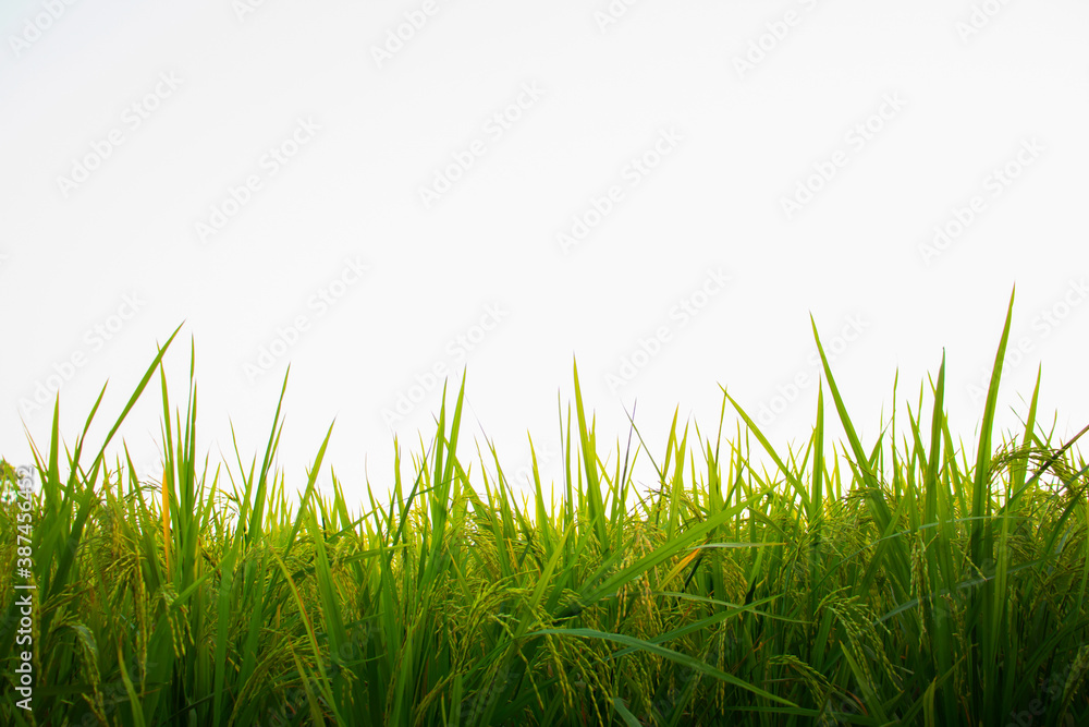 Fototapeta premium The rip paddy plant closeup white sky background