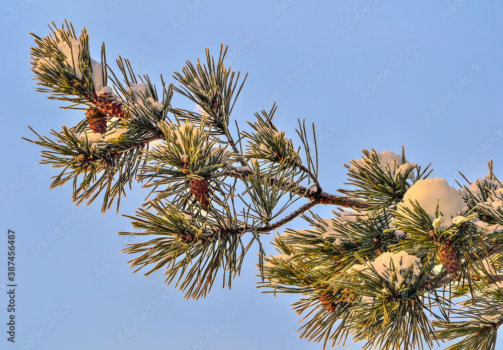 Snow and hoarfrost on pine tree branch with cones close up Snow and hoarfrost on pine tree branch with cones close up
