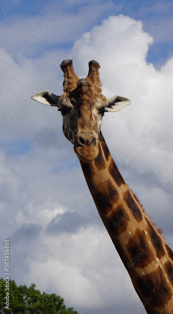 Fototapeta premium Girafe