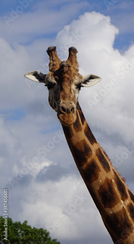 Girafe © PhotoLoren