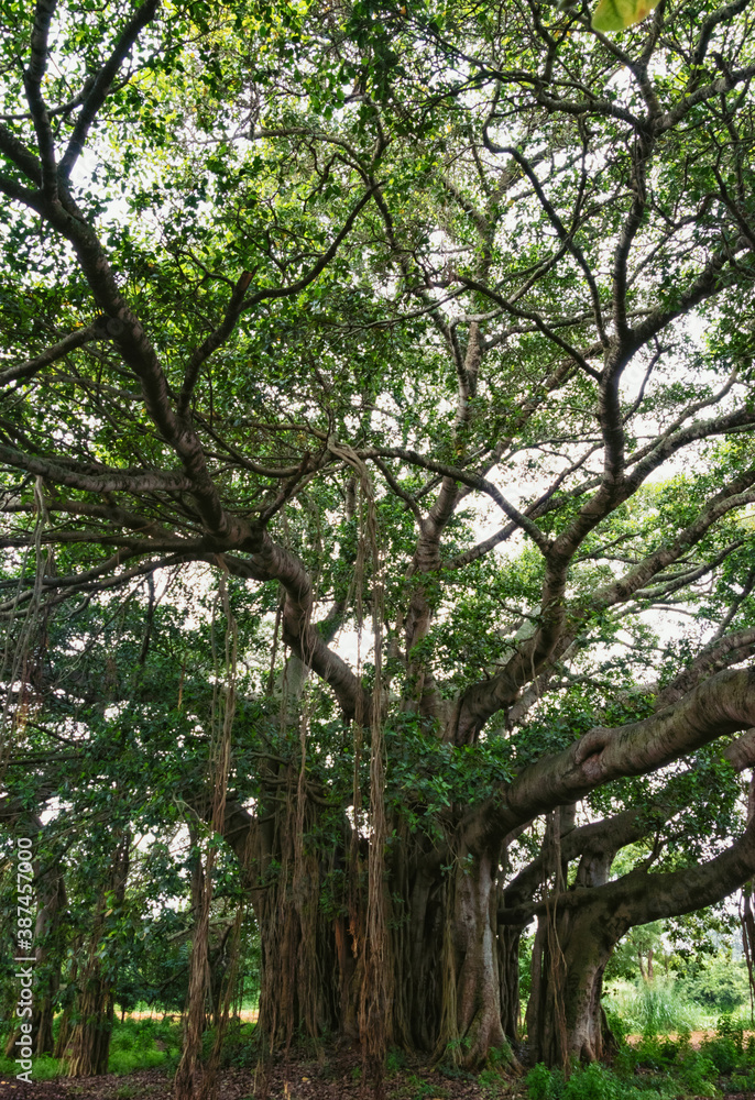 Ficus benghalensis, commonly known as the banyan, banyan fig and Indian banyan, is a tree native to the Indian Subcontinent. Specimens in India are among the largest trees in the world by canopy