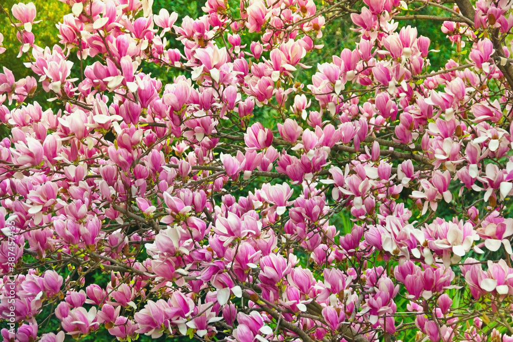 Floral background. Flowering of Magnolia tree ( Magnolia soulangeana ) on sunny spring day Floral background. Flowering of Magnolia tree ( Magnolia soulangeana ) on sunny spring day