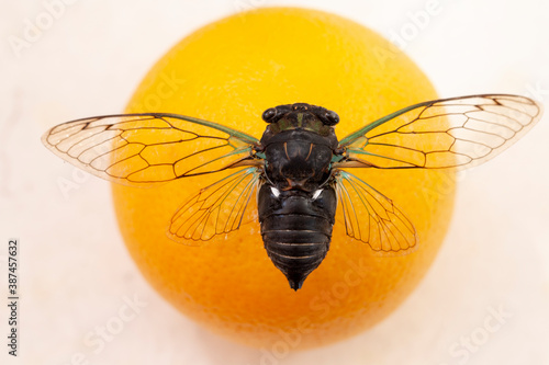 Cicada sits on an orange, large cicada close-up