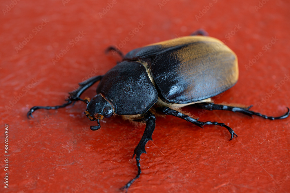 Mexican big beetle, macro photography Mexican big beetle, macro photography