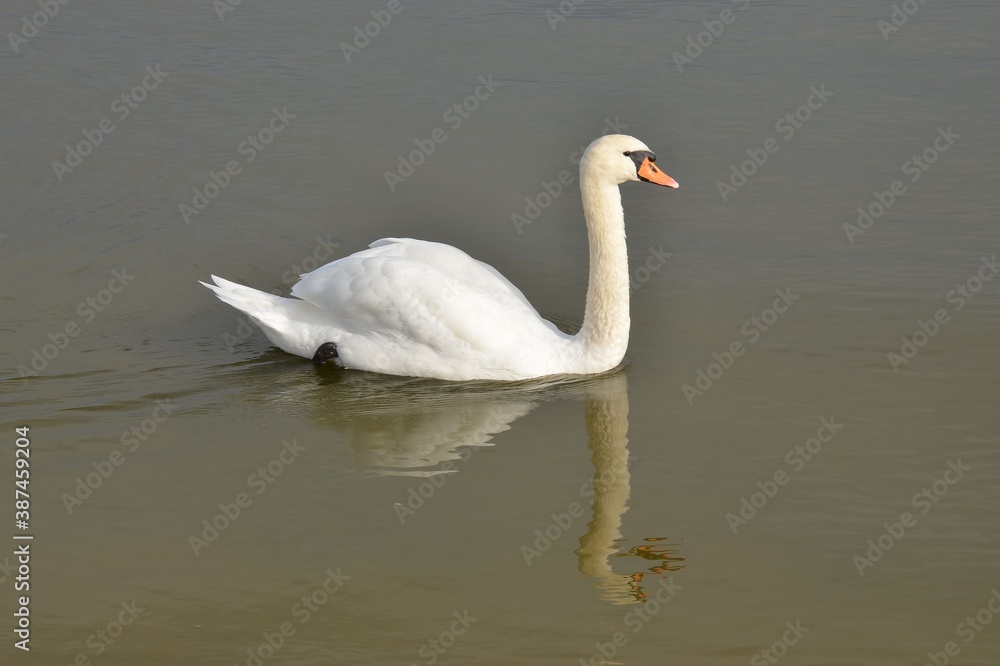 Schwan Schwan