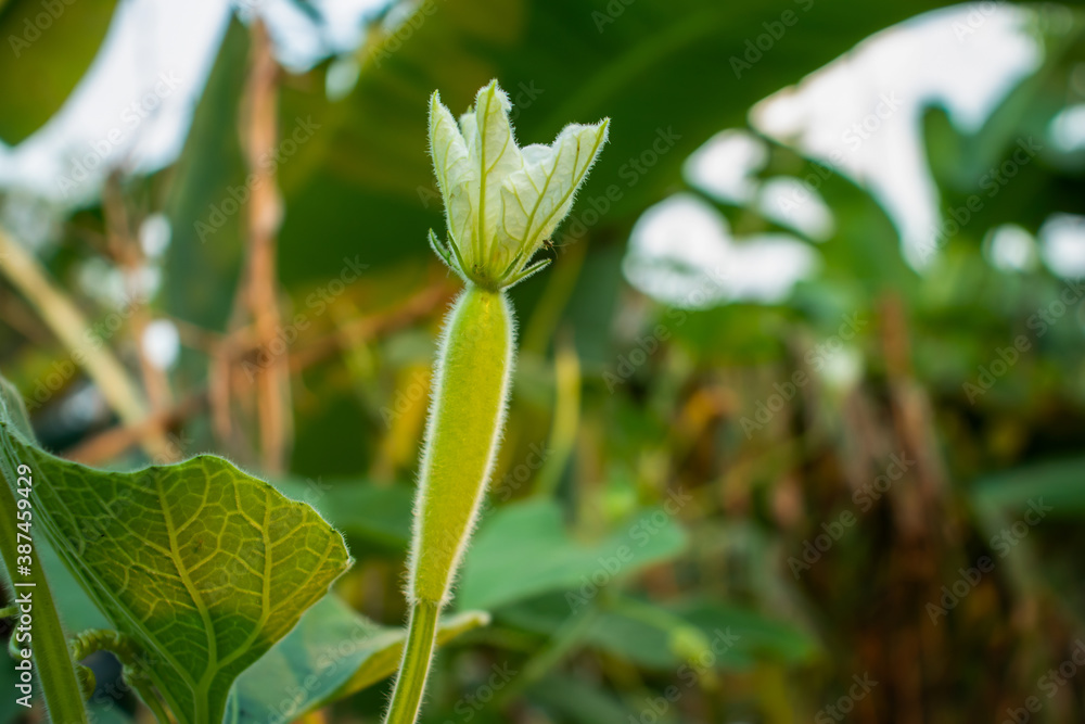 Bottle gourd or Pumpkin with flowers also a great food Bottle gourd or Pumpkin with flowers also a great food