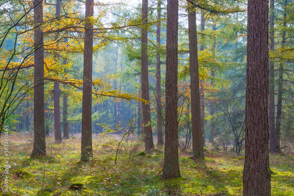 Obraz premium Trees in autumn colors in a forest in bright sunlight at fall, Baarn, Lage Vuursche, Utrecht, The Netherlands, October 23, 2020