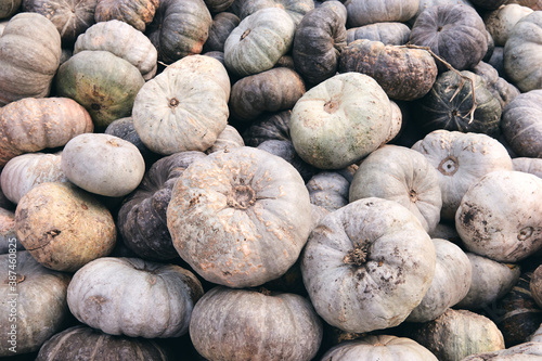 A lot of huge and mini decorative pumpkins at farm market. Thanksgiving holiday season and Halloween decor. Autumn harvers, fall natural texture orange background photo