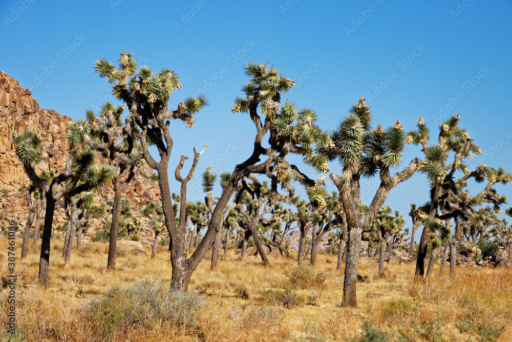 joshua tree field