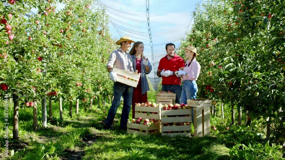 Group of family farmers in the middle of the apple orchard after they collecting the wooden basket of apples they standing in the middle of orchard and enjoying Group of family farmers in the middle of the apple orchard after they collecting the wooden basket of apples they standing in the middle of orchard and enjoying