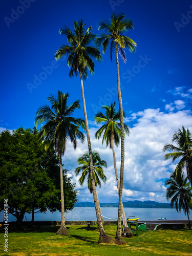 Costa Rican Palms