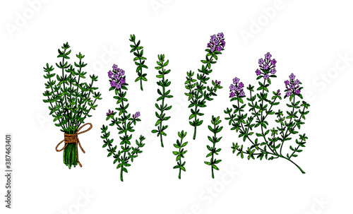 Photos Set of hand drawn thyme branches in bloom