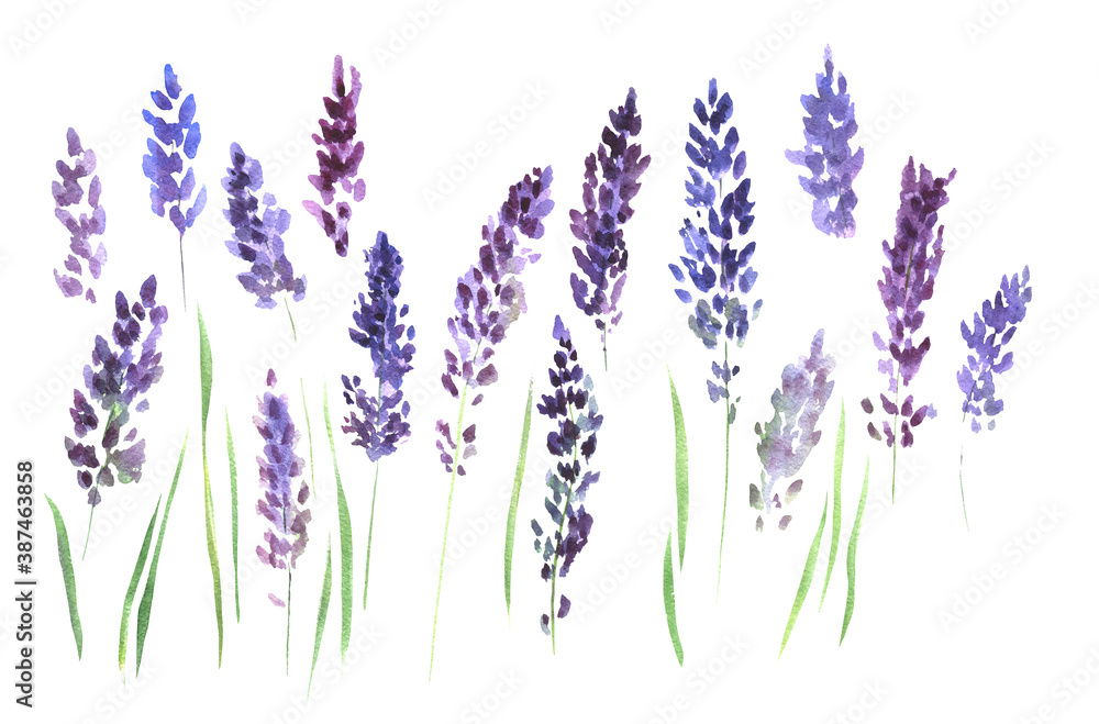 Naklejka premium A set of watercolor illustrations, the flowers of lavender. Purple lavender flowers for decorating postcards, scrapbooking, fabrics, banners.