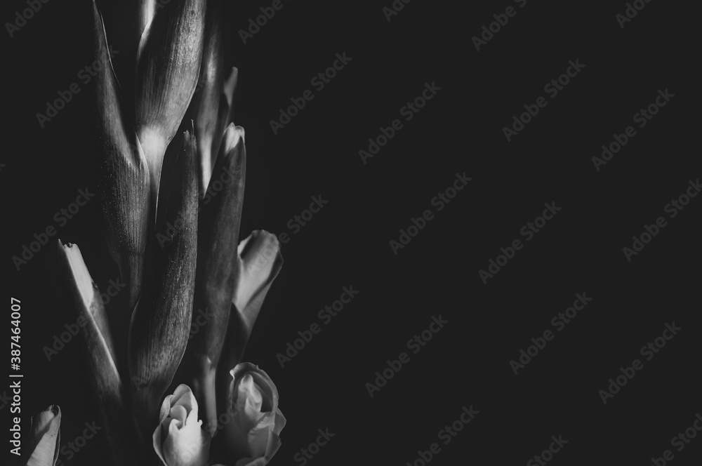 Piękny wyizolowany na czarne tło rozwijający się kwiat irysa. Fotografia czarno-biała.  - obrazy, fototapety, plakaty 