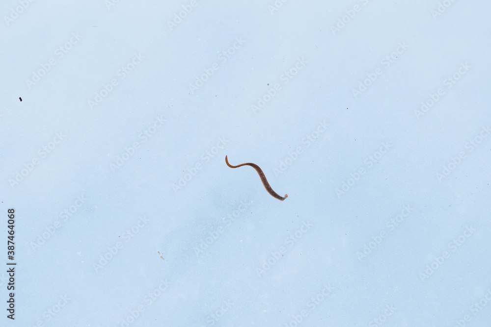 Annelid or tapeworm leech swims in the blue water of the lake. Dangerous parasites in the wild