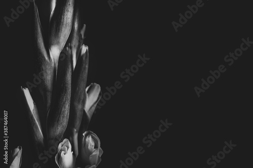 Piękny wyizolowany na czarne tło rozwijający się kwiat irysa. Fotografia czarno-biała. 