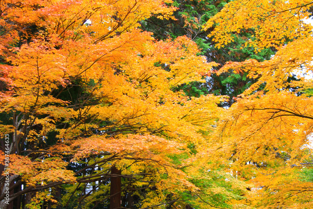 紅葉したモミジ