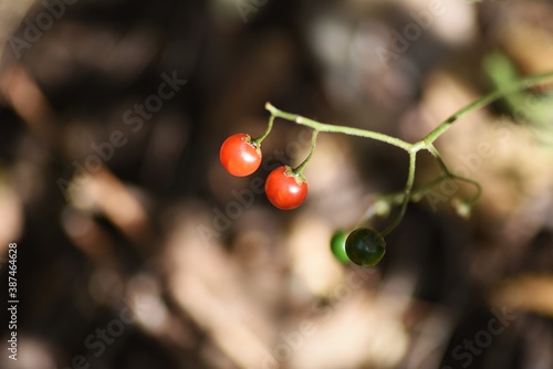 Solanum lyratum berries / Solanaceae prennial vine grass. photo